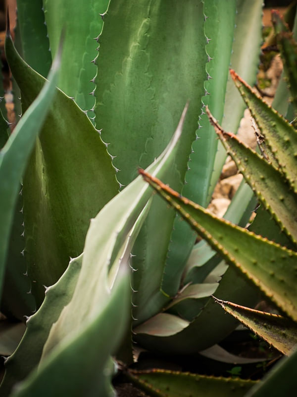 CACTUS 01