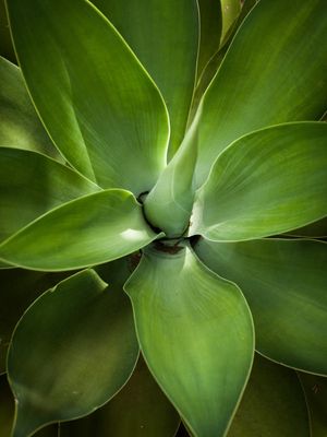 CACTUS 02