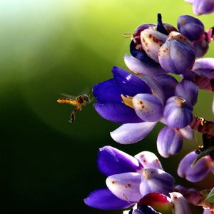 FLOR E ABELHINHA