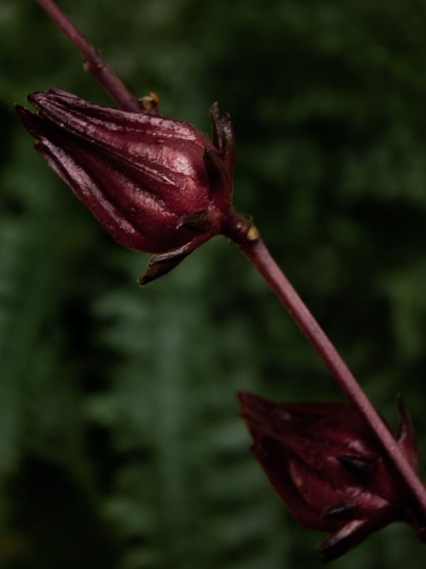 DARK HIBISCUS