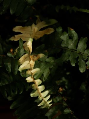 SAMAMBAIA DOURADA