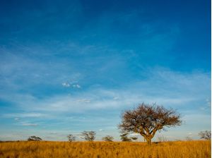 CARIRI SAVANA