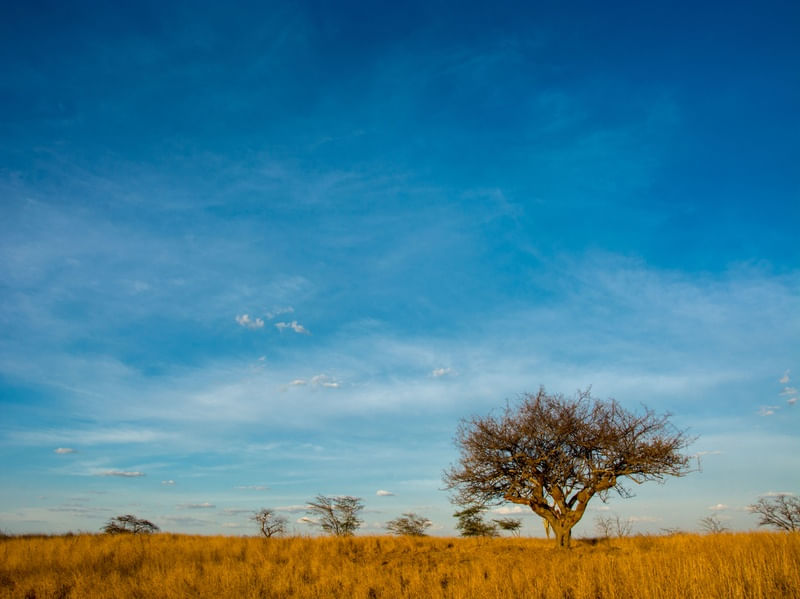 CARIRI SAVANA
