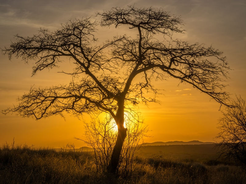 PÔR-DO-SOL SERTANEJO