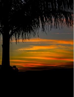 COQUEIRO NO POR DO SOL