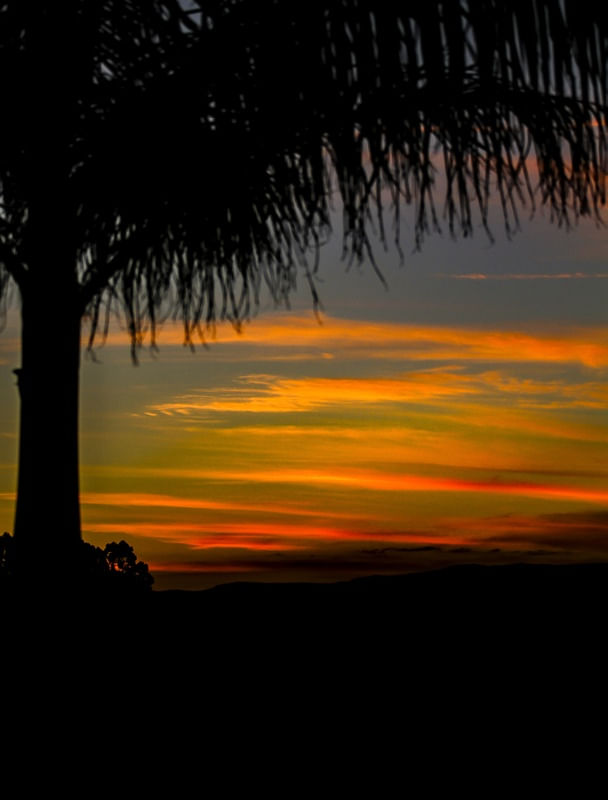 COQUEIRO NO POR DO SOL