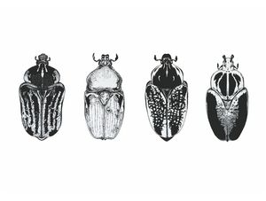 COLEOPTERA