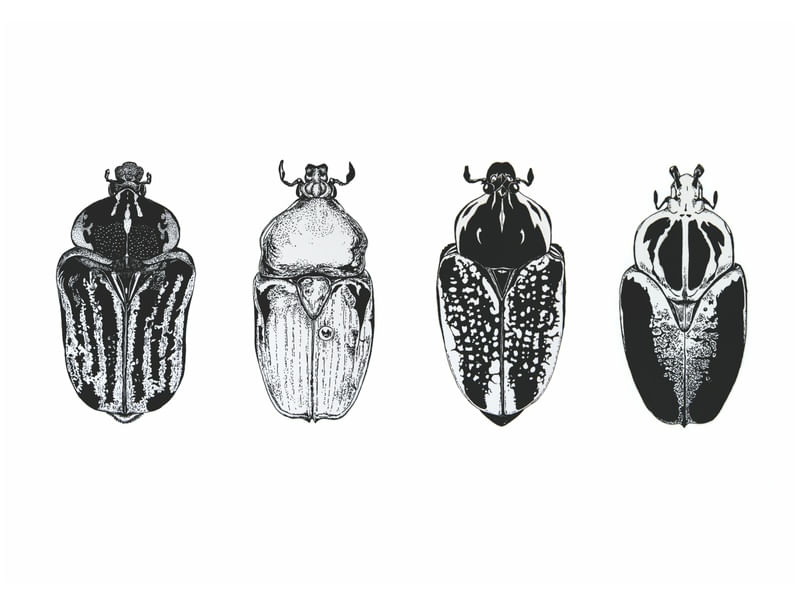 COLEOPTERA