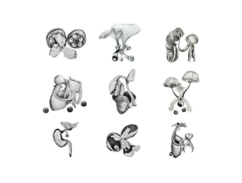 FUNGHI