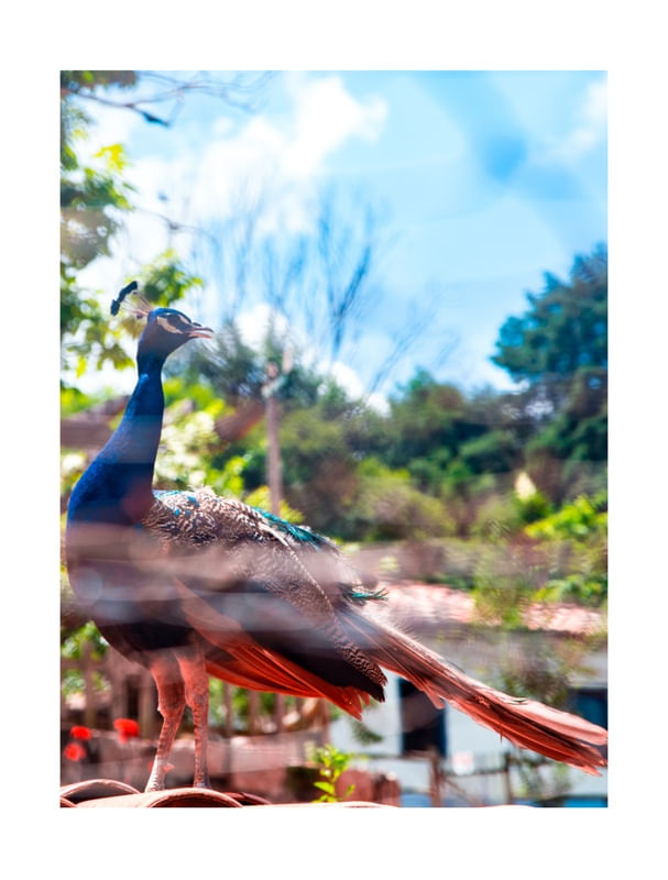 PAVÃO PEACOCKING