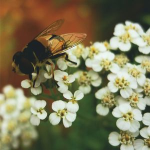 MILLEFOLIUM