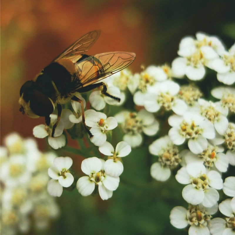 MILLEFOLIUM