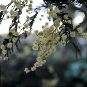 ACACIA