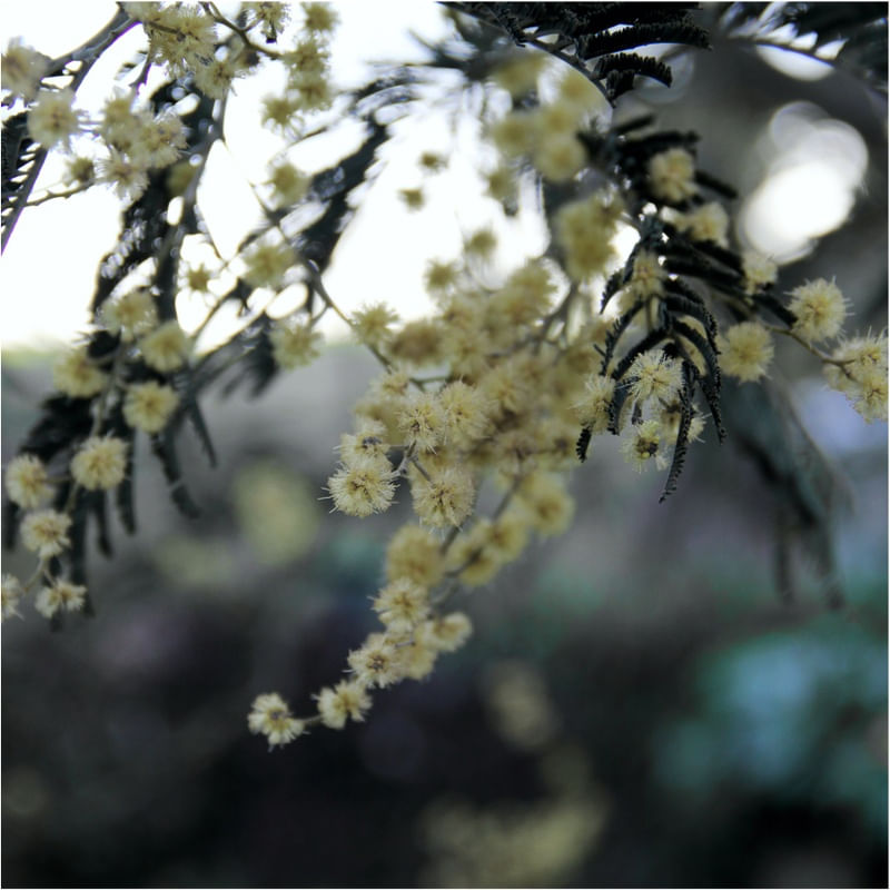 ACACIA