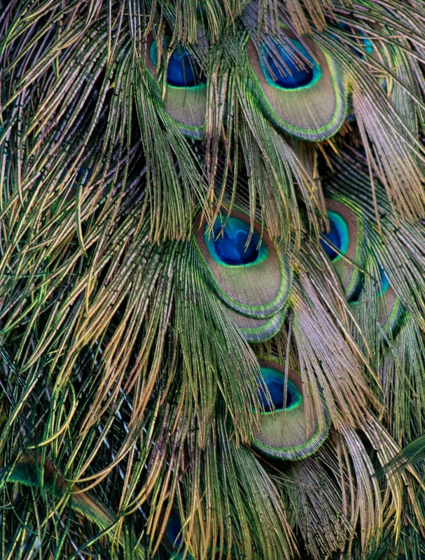 PAVÃO MISTERIOSO