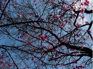 SAKURAS, SAKURAS