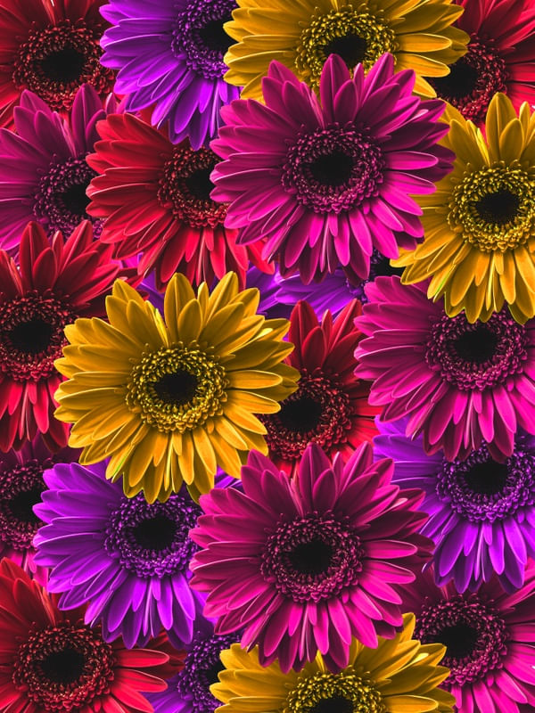FLORES DO CAMPO