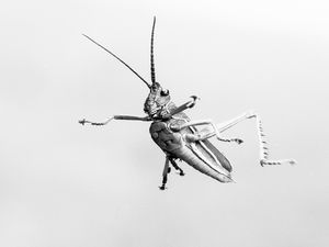 GRILO FALANTE