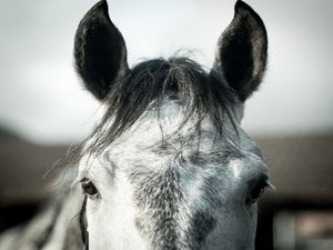 UM CAVALO