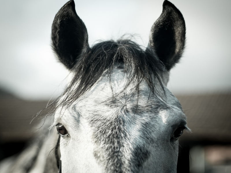 UM CAVALO