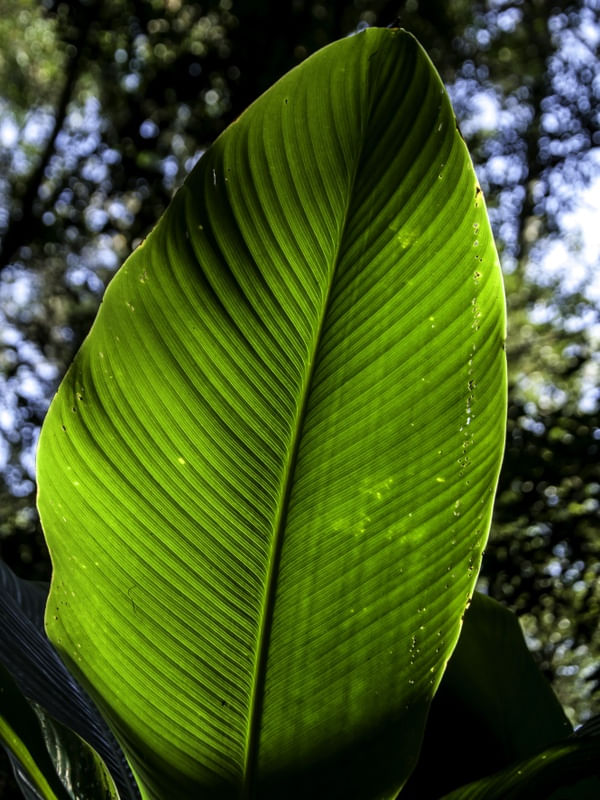 FOLHAS DA TERRA II