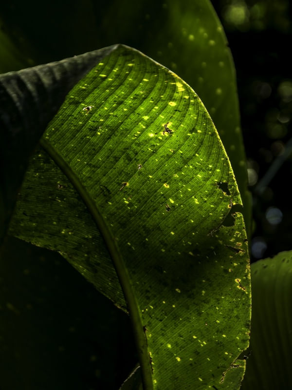 FOLHAS DE TERRA III