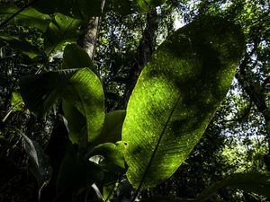 FOLHAS DA TERRA IV