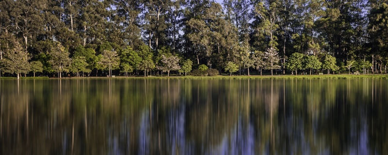 ÁRVORES NO LAGO
