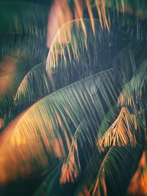 NATURE I - PORTRAIT