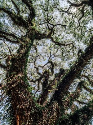 CÉU DA FLORESTA V