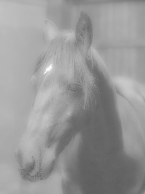 GRAY HORSE