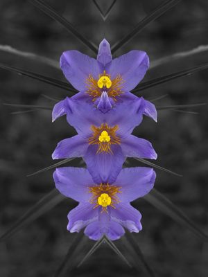 PURPLE FLOWER
