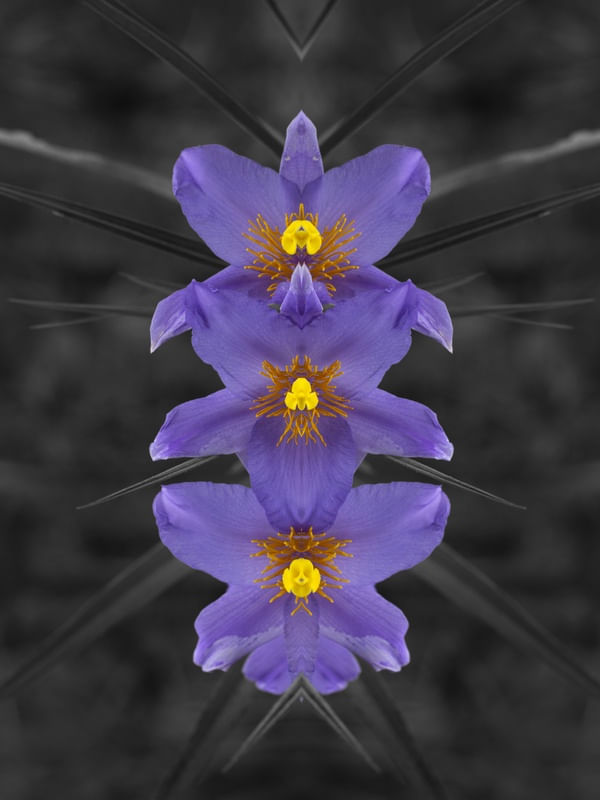 PURPLE FLOWER