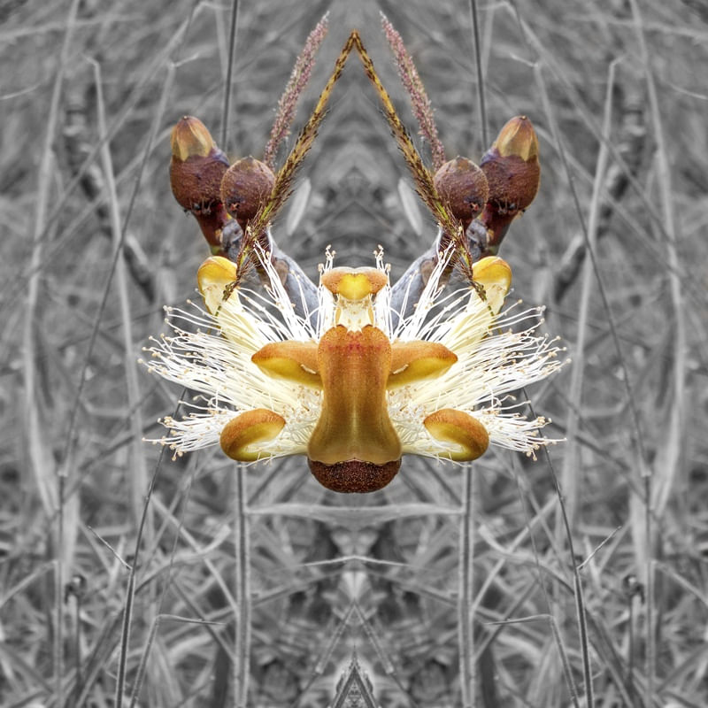 FLOR DO CERRADO