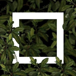QUADRADO NA FLORESTA 001