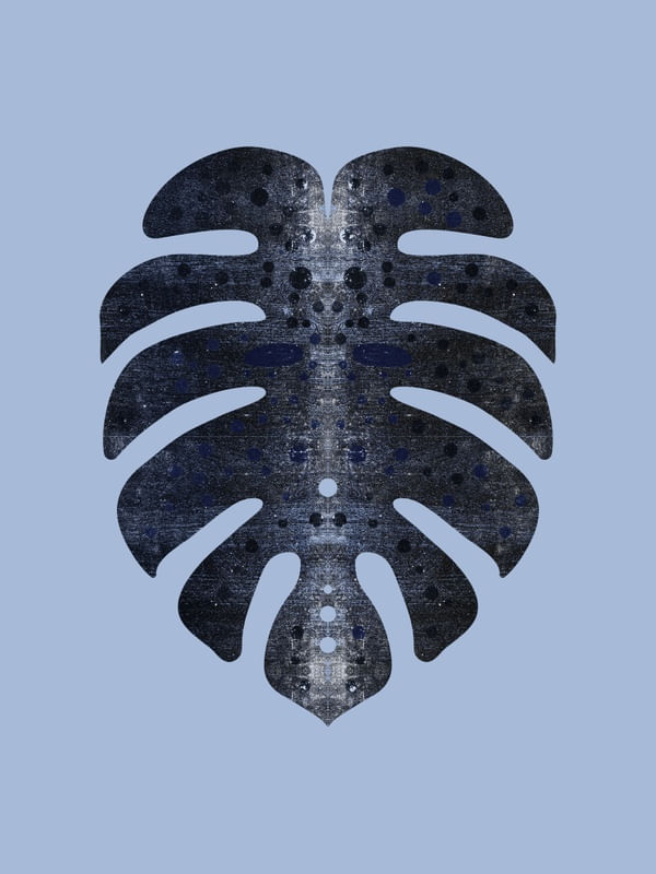 MONSTERA GOLD 020