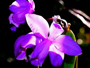 BELA ORQUÍDEA ROXA