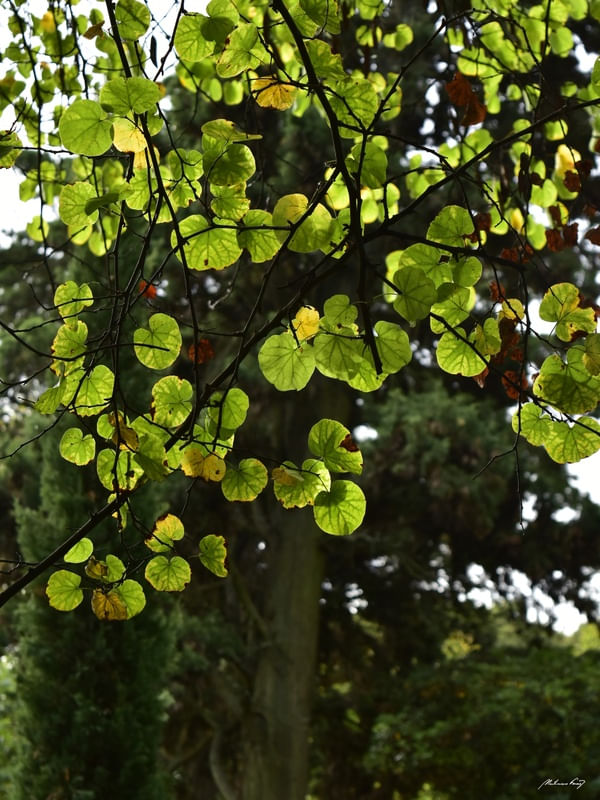 VERDE INSPIRAÇÃO