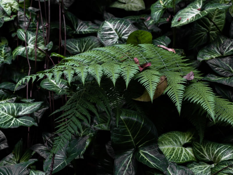 COLEÇÃO TERRA 01