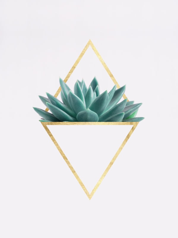 CACTOS E OURO I