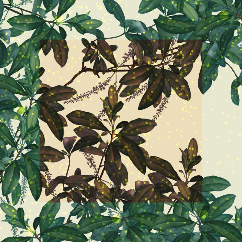 FLORESTA EM MOLDURA