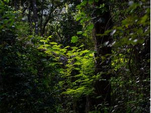 COLEÇÃO TERRA 02