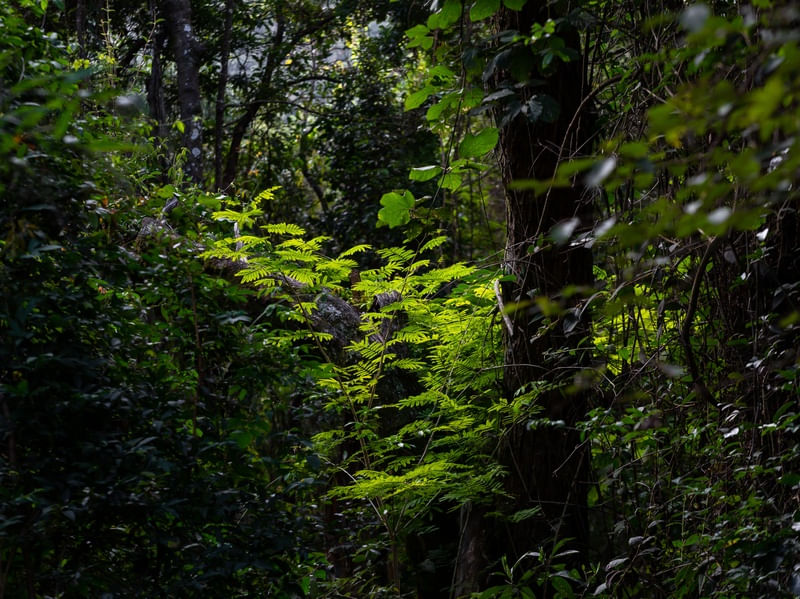 COLEÇÃO TERRA 02