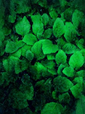 AQUARELA GREEN WALL