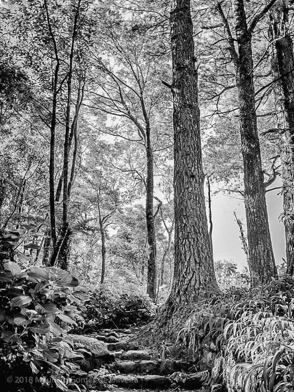 SUBIDA NA FLORESTA
