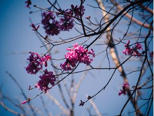 CONTRASTE AZUL E ROSA
