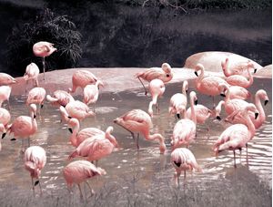 FLAMINGOS ROSÊ