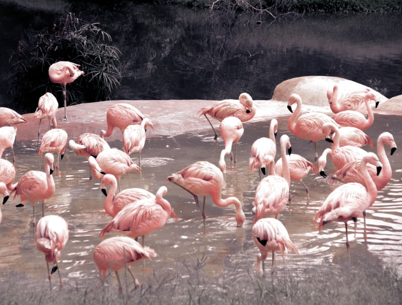 FLAMINGOS ROSÊ
