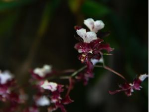 MINI ORQUÍDEAS BORDÔ