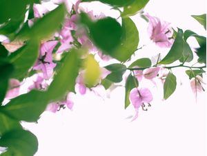 PRIMAVERA ROSA 1